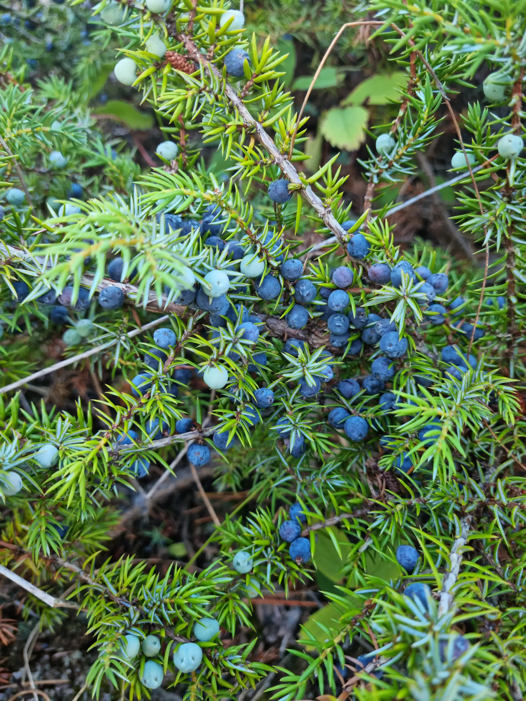 Fresh berries and light nourishing food for the detox program
