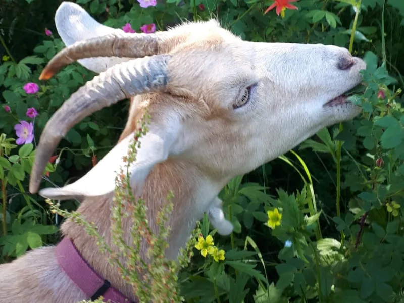 Goat Walks & Nature Connection